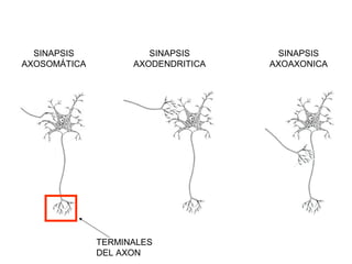 SINAPSIS             SINAPSIS      SINAPSIS
AXOSOMÁTICA         AXODENDRITICA   AXOAXONICA




              TERMINALES
              DEL AXON
 