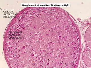 Ganglio espinal sensitivo. Tinción con HyE.

CELULAS
SATELITE Y
COLAGENA




   CELULAS DE
   CAPSULAS
   CUBOIDEAS
 