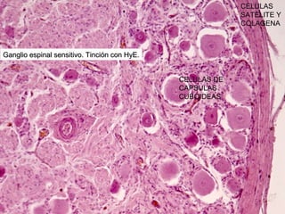 CELULAS
                                                           SATELITE Y
                                                           COLAGENA



Ganglio espinal sensitivo. Tinción con HyE.


                                              CELULAS DE
                                              CAPSULAS
                                              CUBOIDEAS
 