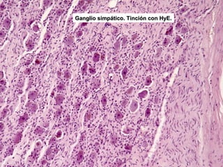 Ganglio simpático. Tinción con HyE.
 