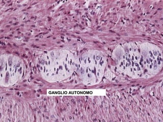 GANGLIO AUTONOMO
 