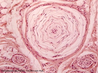 Corpúsculo de Pacini. Tinción con HyE.
 