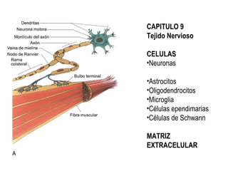 CAPITULO 9
Tejido Nervioso

CELULAS
•Neuronas

•Astrocitos
•Oligodendrocitos
•Microglia
•Células ependimarias
•Células de Schwann

MATRIZ
EXTRACELULAR
 