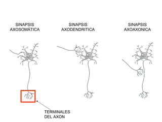 Dendrita




   Cuerpo celular o
   soma




                Axon


NEURONA MOTORA (FORMA
POLIGONAL)
 