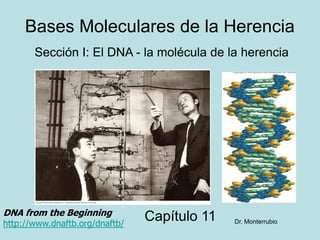 Bases Moleculares de la Herencia
       Sección I: El DNA - la molécula de la herencia




DNA from the Beginning
http://www.dnaftb.org/dnaftb/
                                Capítulo 11   Dr. Monterrubio
 