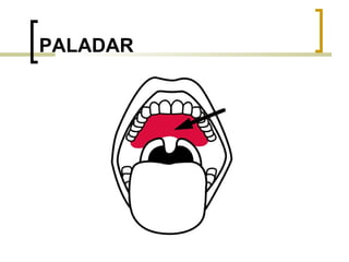 PALADAR 