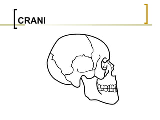 CRANI 