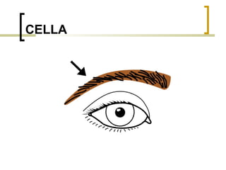 CELLA 