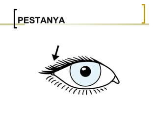 PESTANYA 