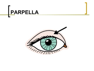 PARPELLA 