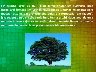 Em quarto lugar: Vs. 07 – Uma Igreja verdadeira evidencia uma
inabalável firmeza em Cristo! Paulo utiliza algumas metáforas para
mostrar esta verdade. A primeira delas é a expressão “enraizados”.
Isto sugere que o cristão verdadeiro tem a estabilidade igual de uma
enorme árvore cujas raízes estão absolutamente firmes no solo e
nem o vento nem a chuva podem arrancá-la ou movê-la.

 