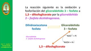 Dihidroxiacetona
fosfato
Gliceraldehido
3 – fosfato
La reacción siguiente es la oxidación y
fosforilación del gliceraldehido 3 – fosfato a
1,3 – difosfoglicerato por la gliceraldehido
3 – fosfato deshidrogenasa.
1,3 – difosfoglicerato
NAD + Pi+
NADH + H+
Gliceraldehido
3 – fosfato deshidrogenasa
José V. Aguilar V.
Docente Auxiliar
viravas@hotmail.com
 
