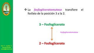  La fosfogliceratomutasa transfiere el
fosfato de la posición 3 a la 2.
3 – Fosfoglicerato
2 – Fosfoglicerato
Fosfogliceratomutasa
José V. Aguilar V.
Docente Auxiliar
viravas@hotmail.com
 