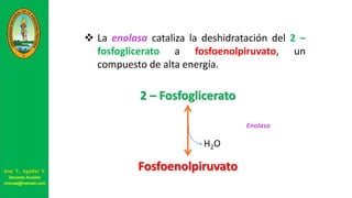 La enolasa cataliza la deshidratación del 2 –
fosfoglicerato a fosfoenolpiruvato, un
compuesto de alta energía.
2 – Fosfoglicerato
Fosfoenolpiruvato
Enolasa
H2O
José V. Aguilar V.
Docente Auxiliar
viravas@hotmail.com
 