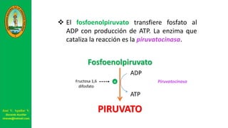 Fosfoenolpiruvato
PIRUVATO
Piruvatocinasa
ADP
ATP
 El fosfoenolpiruvato transfiere fosfato al
ADP con producción de ATP. La enzima que
cataliza la reacción es la piruvatocinasa.
+Fructosa 1,6
difosfato
José V. Aguilar V.
Docente Auxiliar
viravas@hotmail.com
 