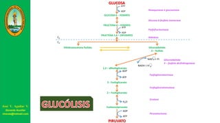GLUCOSA
GLUCOSA 6 – FOSFATO
ATP
ADP Hexoquinasa ó glucosinasa
FRUCTOSA 6 – FOSFATO
Glucosa 6-fosfato isomerasa
AldolasaC6
C3
Dihidroxiacetona fosfato Gliceraldehido
3 – fosfato
1,3 – difosfoglicerato
NAD + Pi
NADH + H
+
+
Gliceraldehido
3 – fosfato deshidrogenasa
3 - Fosfoglicerato
Fosfogliceratocinasa
ADP
ATP
2 – Fosfoglicerato
Fosfogliceratomutasa
Fosfoenolpiruvato
Enolasa
H2O
PIRUVATO
Piruvatocinasa
ADP
ATP
FRUCTOSA 1,6 – DIFOSFATO
ATP
ADP
Fosfofructocinasa
José V. Aguilar V.
Docente Auxiliar
viravas@hotmail.com
 