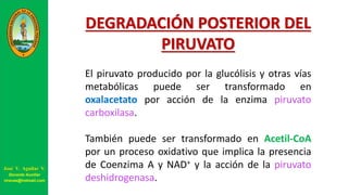 DEGRADACIÓN POSTERIOR DEL
PIRUVATO
El piruvato producido por la glucólisis y otras vías
metabólicas puede ser transformado en
oxalacetato por acción de la enzima piruvato
carboxilasa.
También puede ser transformado en Acetil-CoA
por un proceso oxidativo que implica la presencia
de Coenzima A y NAD+ y la acción de la piruvato
deshidrogenasa.
José V. Aguilar V.
Docente Auxiliar
viravas@hotmail.com
 
