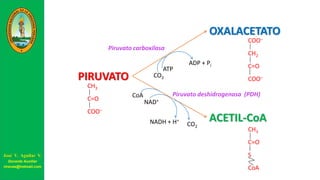 CO2
ATP
ADP + Pi
Piruvato carboxilasa
CoA
NAD+
NADH + H+
CO2
Piruvato deshidrogenasa (PDH)
PIRUVATO
CH3
C=O
COO–
OXALACETATO
COO–
CH2
C=O
COO–
ACETIL-CoA
CH3
C=O
S
CoA
José V. Aguilar V.
Docente Auxiliar
viravas@hotmail.com
 