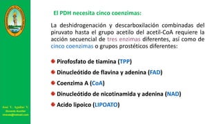 El PDH necesita cinco coenzimas:
La deshidrogenación y descarboxilación combinadas del
piruvato hasta el grupo acetilo del acetil-CoA requiere la
acción secuencial de tres enzimas diferentes, así como de
cinco coenzimas o grupos prostéticos diferentes:
Pirofosfato de tiamina (TPP)
Dinucleótido de flavina y adenina (FAD)
Coenzima A (CoA)
Dinucleótido de nicotinamida y adenina (NAD)
Acido lipoico (LIPOATO)José V. Aguilar V.
Docente Auxiliar
viravas@hotmail.com
 