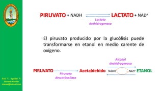 PIRUVATO LACTATO+ NADH + NAD+
Lactato
deshidrogenasa
El piruvato producido por la glucólisis puede
transformarse en etanol en medio carente de
oxígeno.
PIRUVATO Acetaldehido ETANOLNADH
Piruvato
descarboxilasa
Alcohol
deshidrogenasa
NAD+
José V. Aguilar V.
Docente Auxiliar
viravas@hotmail.com
 