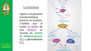 La fructosa
Ingresa a la glucólisis
transformándose
primero en fructosa-
1-fosfato que al
recibir la acción de
una aldolasa se
escinde en fosfato
de dihidroxiacetona
(C3) y gliceraldehido
(C3).José V. Aguilar V.
Docente Auxiliar
viravas@hotmail.com
 