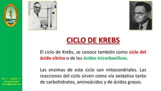 CICLO DE KREBS
El ciclo de Krebs, se conoce también como ciclo del
ácido cítrico o de los ácidos tricarboxílicos.
Las enzimas de este ciclo son mitocondriales. Las
reacciones del ciclo sirven como vía oxidativa tanto
de carbohidratos, aminoácidos y de ácidos grasos.
José V. Aguilar V.
Docente Auxiliar
viravas@hotmail.com
 