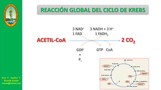 ACETIL-CoA 2 CO2
3 NAD+
1 FAD
3 NADH + 3 H+
1 FADH2
GDP
+
Pi
GTP CoA
REACCIÓN GLOBAL DEL CICLO DE KREBS
José V. Aguilar V.
Docente Auxiliar
viravas@hotmail.com
 