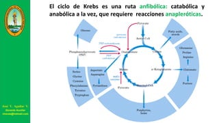 El ciclo de Krebs es una ruta anfibólica: catabólica y
anabólica a la vez, que requiere reacciones anapleróticas.
José V. Aguilar V.
Docente Auxiliar
viravas@hotmail.com
 