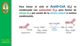 Para iniciar el ciclo el Acetil-CoA (C2) es
condensado con oxalacetato (C4), para formar de
citrato (C6) por acción de la citrato sintasa o enzima
condensante.
José V. Aguilar V.
Docente Auxiliar
viravas@hotmail.com
 