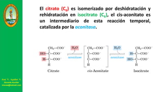 El citrato (C6) es isomerizado por deshidratación y
rehidratación en isocitrato (C6), el cis-aconitato es
un intermediario de esta reacción temporal,
catalizada por la aconitasa.
José V. Aguilar V.
Docente Auxiliar
viravas@hotmail.com
 