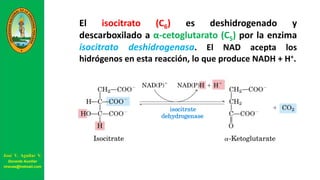 El isocitrato (C6) es deshidrogenado y
descarboxilado a α-cetoglutarato (C5) por la enzima
isocitrato deshidrogenasa. El NAD acepta los
hidrógenos en esta reacción, lo que produce NADH + H+.
José V. Aguilar V.
Docente Auxiliar
viravas@hotmail.com
 