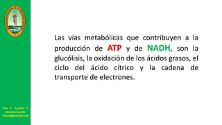 Las vías metabólicas que contribuyen a la
producción de ATP y de NADH, son la
glucólisis, la oxidación de los ácidos grasos, el
ciclo del ácido cítrico y la cadena de
transporte de electrones.
José V. Aguilar V.
Docente Auxiliar
viravas@hotmail.com
 