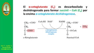 El α-cetoglutarato (C5) es descarboxilado y
deshidrogenado para formar succinil – CoA (C4) por
la enzima α-cetoglutarato deshidrogenasa.
José V. Aguilar V.
Docente Auxiliar
viravas@hotmail.com
 