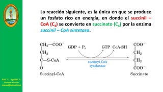 La reacción siguiente, es la única en que se produce
un fosfato rico en energía, en donde el succinil –
CoA (C4) se convierte en succinato (C4) por la enzima
succinil – CoA sintetasa.
José V. Aguilar V.
Docente Auxiliar
viravas@hotmail.com
 