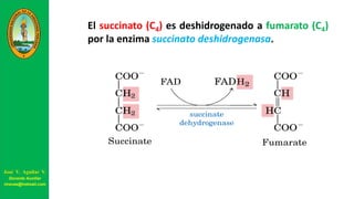 El succinato (C4) es deshidrogenado a fumarato (C4)
por la enzima succinato deshidrogenasa.
José V. Aguilar V.
Docente Auxiliar
viravas@hotmail.com
 