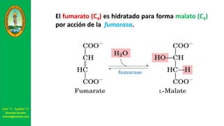 El fumarato (C4) es hidratado para forma malato (C4)
por acción de la fumarasa.
José V. Aguilar V.
Docente Auxiliar
viravas@hotmail.com
 