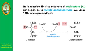 En la reacción final se regenera el oxalacetato (C4)
por acción de la malato deshidrogenasa que utiliza
NAD como agente oxidante.
José V. Aguilar V.
Docente Auxiliar
viravas@hotmail.com
 