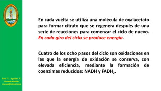 En cada vuelta se utiliza una molécula de oxalacetato
para formar citrato que se regenera después de una
serie de reacciones para comenzar el ciclo de nuevo.
En cada giro del ciclo se produce energía.
Cuatro de los ocho pasos del ciclo son oxidaciones en
las que la energía de oxidación se conserva, con
elevada eficiencia, mediante la formación de
coenzimas reducidos: NADH y FADH2.
José V. Aguilar V.
Docente Auxiliar
viravas@hotmail.com
 