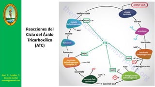 José V. Aguilar V.
Docente Auxiliar
viravas@hotmail.com
Reacciones del
Ciclo del Ácido
Tricarboxílico
(ATC)
 