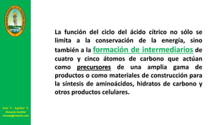 La función del ciclo del ácido cítrico no sólo se
limita a la conservación de la energía, sino
también a la formación de intermediarios de
cuatro y cinco átomos de carbono que actúan
como precursores de una amplia gama de
productos o como materiales de construcción para
la síntesis de aminoácidos, hidratos de carbono y
otros productos celulares.
José V. Aguilar V.
Docente Auxiliar
viravas@hotmail.com
 