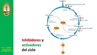 Inhibidores y
activadores
del ciclo
José V. Aguilar V.
Docente Auxiliar
viravas@hotmail.com
 
