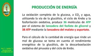 PRODUCCIÓN DE ENERGÍA
La oxidación completa de la glucosa, a CO2 y agua,
utilizando la vía de la glucólisis, el ciclo de Krebs y la
fosforilación oxidativa, produce 36 moléculas de ATP
por el sistema de lanzadera del fosfato de glicerol y
38 ATP mediante la lanzadera del malato y aspartato.
Para el cálculo de la cantidad de energía que rinde un
mol de glucosa se toma en cuenta el rendimiento
energético de la glucólisis, de la descarboxilación
oxidativa del piruvato y del ciclo de Krebs.José V. Aguilar V.
Docente Auxiliar
viravas@hotmail.com
 