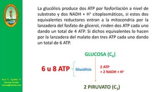 La glucólisis produce dos ATP por fosforilación a nivel de
substrato y dos NADH + H+ citoplasmáticos, si estos dos
equivalentes reductores entran a la mitocondria por la
lanzadera del fosfato de glicerol, rinden dos ATP cada uno
dando un total de 4 ATP. Si dichos equivalentes lo hacen
por la lanzadera del malato dan tres ATP cada uno dando
un total de 6 ATP.
GLUCOSA (C6)
2 PIRUVATO (C3)
2 ATP
+ 2 NADH + H+Glucólisis6 u 8 ATP
José V. Aguilar V.
Docente Auxiliar
viravas@hotmail.com
 