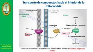 El músculo esquelético y el encéfalo usan otra lanzadera alterna, la lanzadera del glicerol
fosfato.
Transporte de compuestos hacia el interior de la
mitocondria
José V. Aguilar V.
Docente Auxiliar
viravas@hotmail.com
 