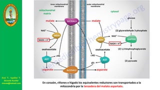 José V. Aguilar V.
Docente Auxiliar
viravas@hotmail.com En corazón, riñones e hígado los equivalentes reductores son transportados a la
mitocondria por la lanzadera del malato aspartato.
 