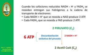 Cuando los cofactores reducidos NADH + H+ y FADH2 se
reoxidan entregan sus hidrógenos a la cadena de
transporte de electrones:
• Cada NADH + H+ que se reoxida a NAD produce 3 ATP.
• Cada FADH2 que se reoxida a FAD produce 2 ATP.
2 PIRUVATO (C3)
2 Acetil CoA (C2)
2 NADH + H+Descarboxilación
oxidativa del piruvato6 ATP
José V. Aguilar V.
Docente Auxiliar
viravas@hotmail.com
 