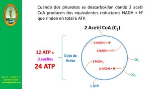 Cuando dos piruvatos se descarboxilan dando 2 acetil
CoA producen dos equivalentes reductores NADH + H+
que rinden en total 6 ATP.
2 Acetil CoA (C2)
Ciclo de
Krebs
12 ATP x
2 vueltas
24 ATP
2 NADH + H+
2 NADH + H+
2 NADH + H+
2 FADH2
CO2
CO2
1 GTP
José V. Aguilar V.
Docente Auxiliar
viravas@hotmail.com
 