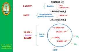 GLUCOSA (C6)
2 PIRUVATO (C3)
2 ATP
+ 2 NADH + H+
Glucólisis6 u 8 ATP
2 Acetil CoA (C2)
2 NADH + H+Descarboxilación
oxidativa del piruvato
6 ATP
Ciclo de
Krebs
12 ATP x
2 vueltas
24 ATP
2 NADH + H+
2 NADH + H+
2 NADH + H+
2 FADH2
CO2
CO2
1 GTP
José V. Aguilar V.
Docente Auxiliar
viravas@hotmail.com
 