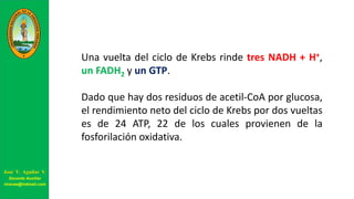 Una vuelta del ciclo de Krebs rinde tres NADH + H+,
un FADH2 y un GTP.
Dado que hay dos residuos de acetil-CoA por glucosa,
el rendimiento neto del ciclo de Krebs por dos vueltas
es de 24 ATP, 22 de los cuales provienen de la
fosforilación oxidativa.
José V. Aguilar V.
Docente Auxiliar
viravas@hotmail.com
 