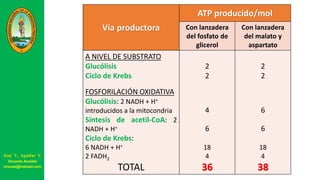 Vía productora
ATP producido/mol
Con lanzadera
del fosfato de
glicerol
Con lanzadera
del malato y
aspartato
A NIVEL DE SUBSTRATO
Glucólisis
Ciclo de Krebs
FOSFORILACIÓN OXIDATIVA
Glucólisis: 2 NADH + H+
introducidos a la mitocondria
Síntesis de acetil-CoA: 2
NADH + H+
Ciclo de Krebs:
6 NADH + H+
2 FADH2
TOTAL
2
2
4
6
18
4
36
2
2
6
6
18
4
38
José V. Aguilar V.
Docente Auxiliar
viravas@hotmail.com
 